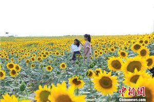 山西農村延伸沼氣產業鏈 “下聯種植”千畝油葵